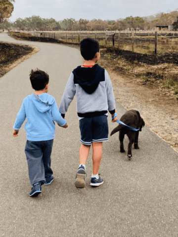 two boys walking a dog
